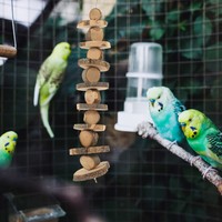 Kaninchen Kauspielzeug Hamster Kleines Haustierspielzeug FüR Haustiere