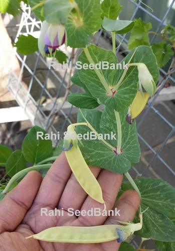 Golden-Yellow Snow Peas - A Rare & Most Desired Beautiful Peas Variety - 5 Seeds - Picture 8 of 12