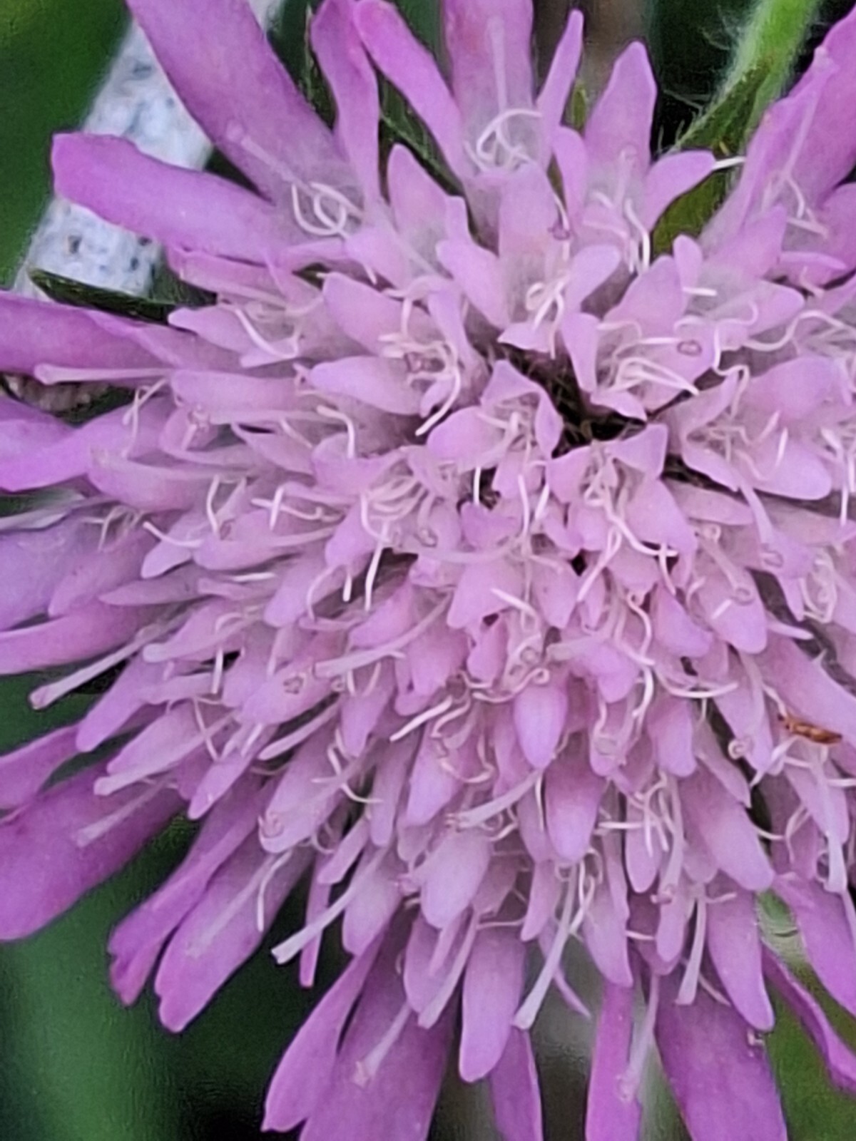 KNAUTIA, MIXED COLORS 100 SEEDS, RED, PINK, LAVENDER, PERENNIAL *EZ TO ...