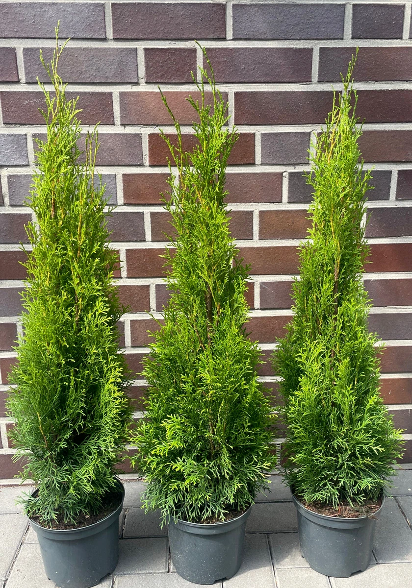 thuja occidentalis medicine Buy Bakson's Thuja Occidentalis (Ext.) Mother Tincture Q main image 0