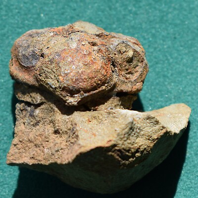 Rare trilobite, Malvinella haugi: Bolivia devonian trilobite fossil
