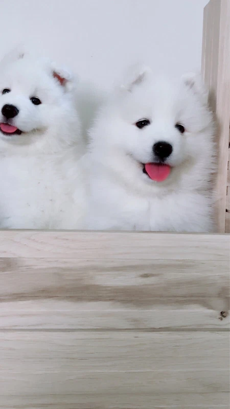 samoyed dog gumtree