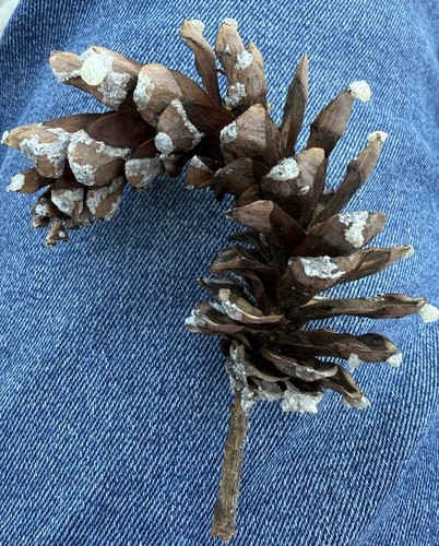 Naturally Sourced Pine Cone Unique Hook Shape 3 Inches Tall Crafts Decorations