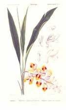 1861 Antique Lithograph Botanical ALPINIE A'FUERS PENDANTS Ginger Plant  (D...