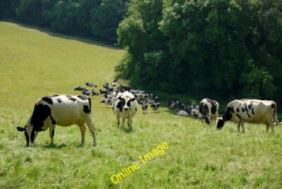 Foto 6x4 Schwestern, Tanten, Cousins... Tidenham jagt die Tierherde s c2014