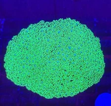 WYSIWYG Green Goni Goniopora Colony – Live Coral Frag SPS & LPS Reef