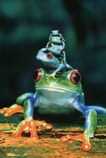 62944 FROG FAMILY Wall Decor Print Poster