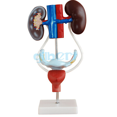 Female Three Dimensional Urinary System Model With Artery Vein Kidney Medical