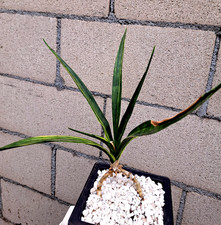 Sansevieria Parva Lancet Yellow Variegated Plant Cluster Succulent