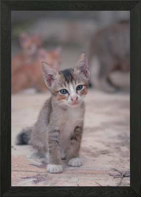 Gerahmtes Wandbild Poster Leinwanddruck Bild Katze Katzen Katze