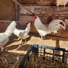 8 White Hatch Fertile Hatching Eggs Free US Shipping Only Included