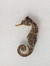 VTG Dried Seahorse Specimen Natural Hippocampus Erectus Taxidermy