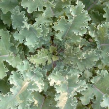 Markstammkohl Brassica oleracea 1kg Futterkohl Stangenkohl Feldfutter Markkohl