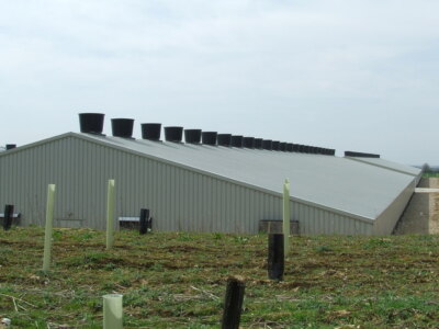Foto 6x4 Geflügelställe Swaffham zwei von acht neuen Geflügelställen noch nicht m c2008