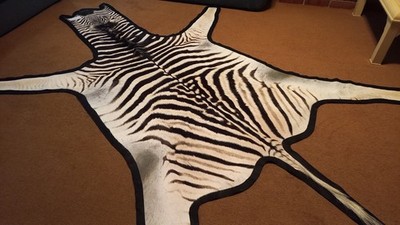 hide SEPULCHRAL / BENEATH THE SHR＋2枚 Zebra hide / skin - A grade South African Burchell Zebra hide