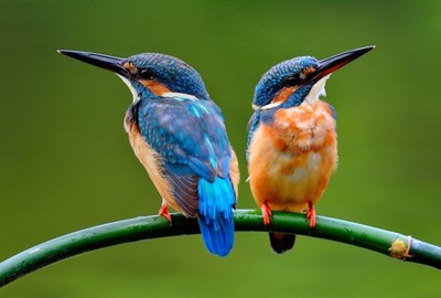 Wandbild: Süßes Paar Eisvogel (Alcedo atthis) schöne kleine blaue Vögel, [...]