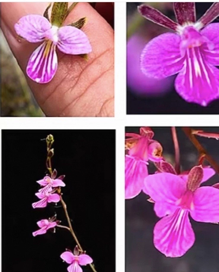 Tetramicra canaliculata Rare Caribbean Species Orchid Established Blooming Siz
Opens in a new window