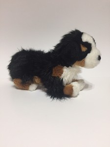 douglas bernese mountain dog