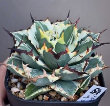 Agave Titanota "FO76 mr white" - variegated