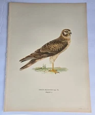 Antique Bird Print - 1920 Scandinavian Chromolithograph -Pallid Harrier