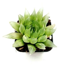 Haworthia cymbiformis 'Cathedral Window Haworthia' Succulent Plant