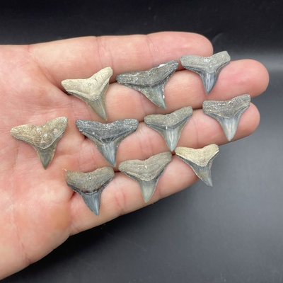 #ad 10 A GRADE BULL SHARK TEETH FOSSILS VENICE FLORIDA SHARK TOOTH LOT $29.99