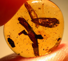 2 Beautiful Cretaceous Leaves in Burmese Burmite Amber Fossil from Dinosaur Age