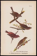 1890 Birds Of Pennsylvania Antique Chromolithograph Print Purple Finch, etc