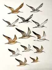 Daniel Smith Original Shorebird Art Painting/Plate for National Geo. Field Guide