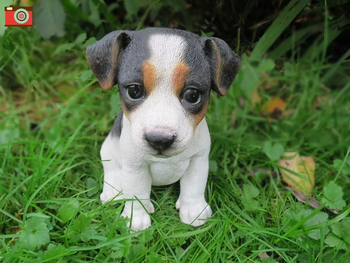 Trade me on sale jack russell puppies