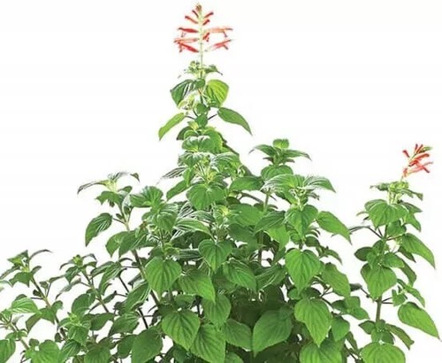 Herb plants, garden ready, 9cm pots lots of choice - Picture 152 of 298
