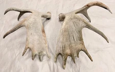 Real moose set antlers antler crafts home cabin art gift lodge display rustic