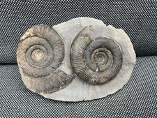 Dactylioceras tenuicostatum Fossil Ammonite Jurassic, Whitby, Yorkshire, England