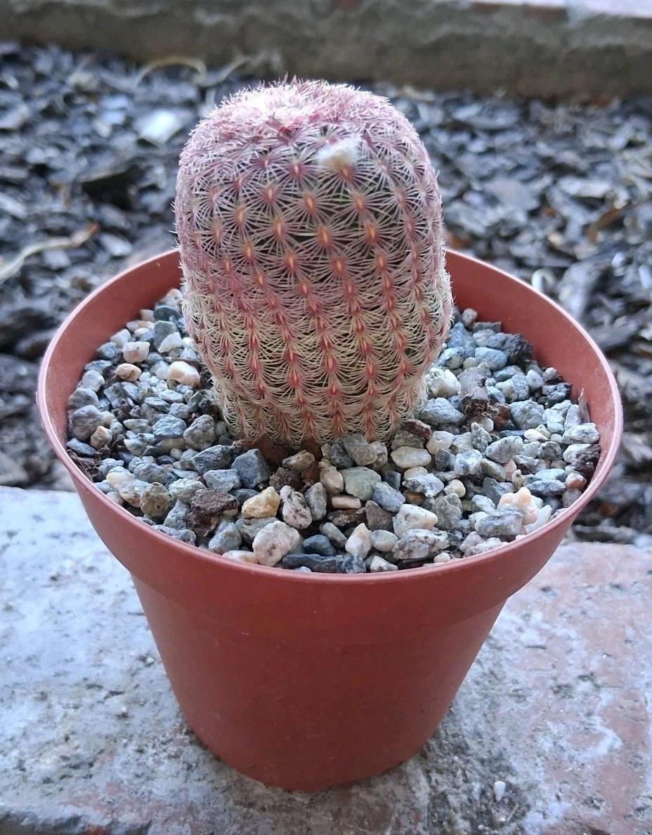 Echinocereus Evergreen Cactis&Succulents for sale | eBay