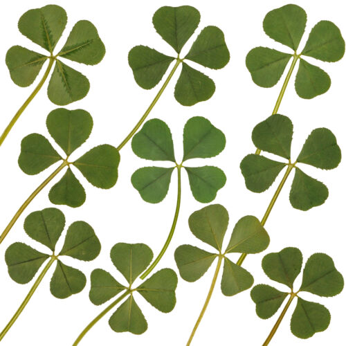 Wholesale 10p Real 4 Four Leaf Clover Irish Good Luck Charm Wedding Favors Dry L - Picture 1 of 5