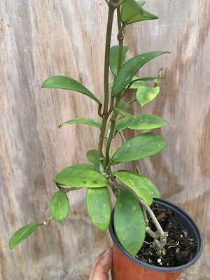 HOYA DIVERSIFOLIA AFF. CRASSIPES In 4  Pot