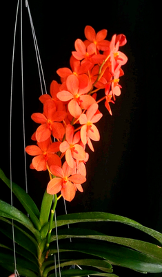 Renantanda Jairak Orange 
