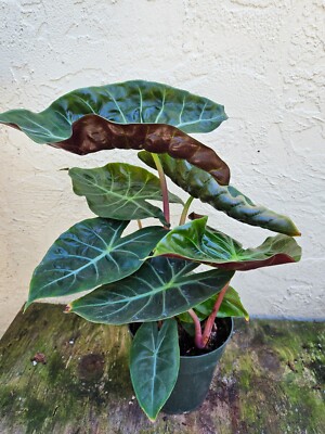 LIVE PLANT RARE Alocasia Morocco x Amazonica - 2ft Elephant ear | eBay