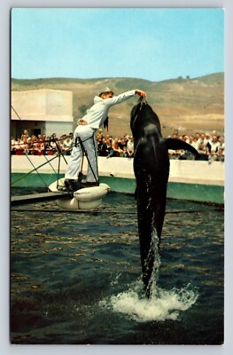 Oceanarium Pilot Whale Feeding Palos Verdes Southern California VINTAGE Postcard