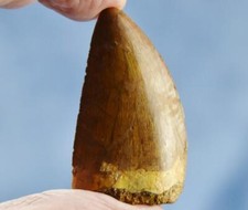 Large Carcharodontosaurus African T-rex Tooth 2.2