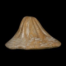 XXL 7.9" Detailed Fossil Clypeaster Altus Sea Urchin Echinoid Miocene Morocco