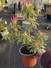 Pieris Japonica ‘Variegata’ Evergreen Shrub – Beautifully Shaped Plant in 2L Pot