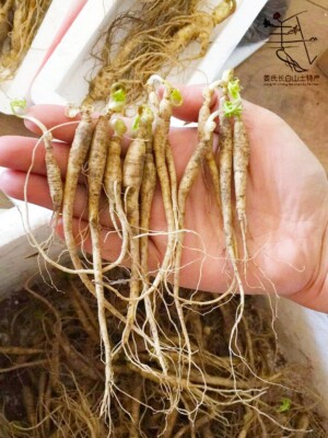 10pcs 3 years Fresh Ginseng Roots Whole Roots White Ginseng Root