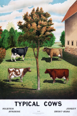 Holstein Ayrshire Typical Cows Are Grazing Wall Art Home Decor - POSTER 20''x30''