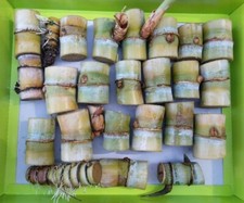 120 sticks SUGAR CANE GREEN Cut JUICING ORGANIC to PLANT