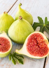 LSU Gold Fig Tree Plant 8"-12"  Tall - Ficus Carica 'LSU Gold' - Cold Hardy Fig