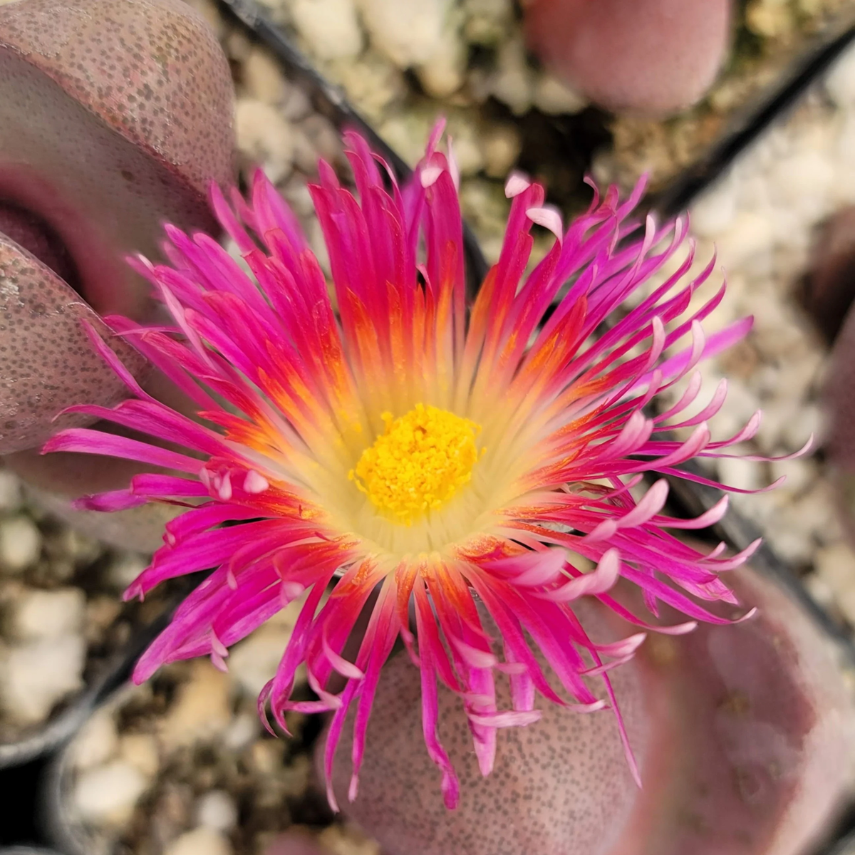 Pleiospilos nelii Royal Flush cactus Cacti Succulent real live plant | eBay