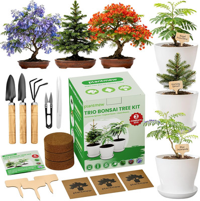 Jacaranda Bonsai Starter Kit   Complete DIY Indoor Growing Kit with Tools, Plant
