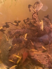 Orange Sunkist Neocaridina Shrimp (20 +5)