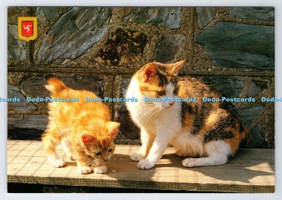 D335822 Manx Cat and Kitten. Welldon Cards